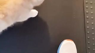 Кошка на беговой дорожке