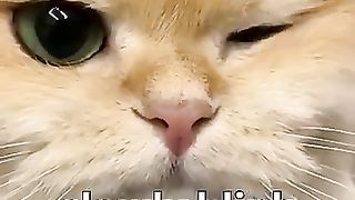 How Cats Say I LOVE U