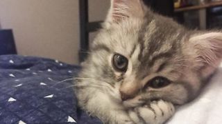 cat house