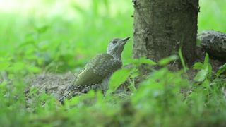 Young Green Woodpecker Eating Ants at The Base f a Tree