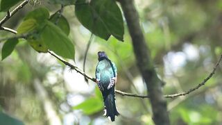 Cuban Trogon
