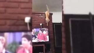 Try Not To Laugh Dogs And Cats - Funniest Animals Video 2024