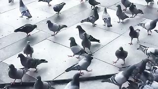 Birds in Turkey