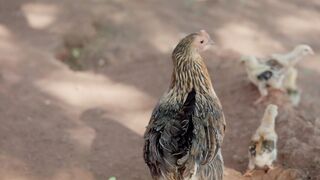pure Desi hen