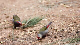 Pair of Red-browed Finch birds eating seeds from a sandy ground outdoors in South Australia
