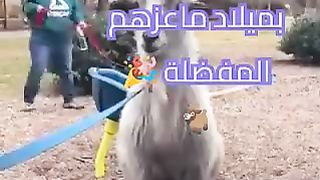 عائلة تحتفل بميلاد ماعزهم المفضلة ????  ????