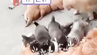 مومة شاملة ، عملية رضاعة متكاملة‼️