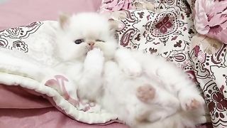 Watch my naughty cat play with me