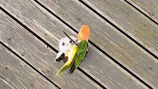 The parrot is on a responsible mission