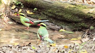 Common green magpie in natural forest Habitat