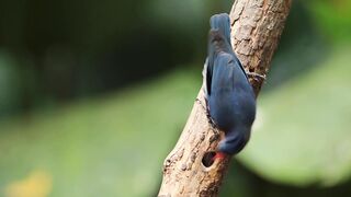 Nuthatch