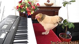 Chicken Plays Operatic Aria on Piano Keyboard