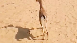 Deer in desert  #deer