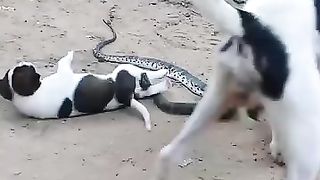 A snake wants to eat a puppy