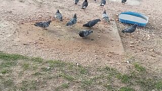 Blue Pigeons
