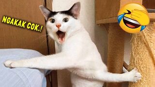 funny cat cute part 1
