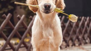 Train and Discipline Your Dog Like a Pro with These Tips