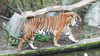 Majestic Malayan Tiger: Panthera tigris jacksoni