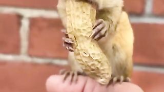 Funny and animals video hd