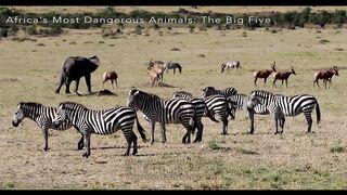 The big Five Animals