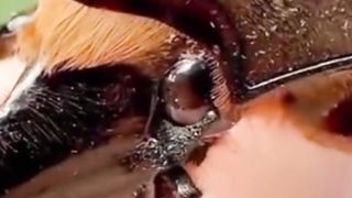 مخلوقات عجيبة