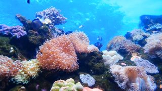 #The world of the seas #The world of fish and the magic of the depths