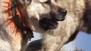 Ultimate Showdown: Guard Dog vs. Wolf - The Jaw-Dropping Battle You Won't Believe!