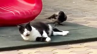 Funny animals 2024???? - Funniest Cats and Dogs Video????????