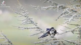 birds
