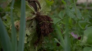 Nurturing Nature: A Woman's Tender Care for Lettuce Plant Roots