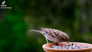birds