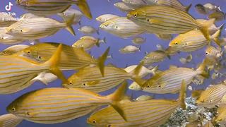 amazing fish