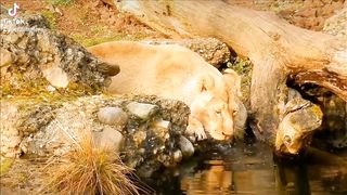 lion????????