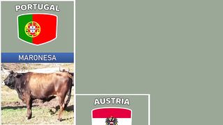 Cattle Breeds From Different Countries