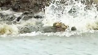 So fast Animal world