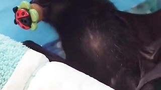 How to clean a baby bat, for those of you who happen to have one.