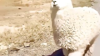 Chonky Alpaca