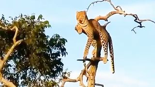 It's just how Leopards roll. So majestic????