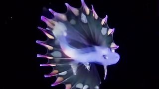 Rare footage of a Rainbow Tripod fish larva that seems extraterrestrial