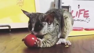 You didn't need a video of a Bush baby eating tomato, but here you go