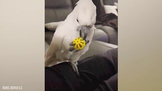 I cant stop laughing at these animals