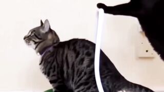 Cat car