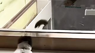 "Catalicious Capers: Unleashing the Purrfection in Funcats!"