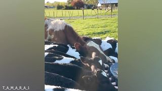 Animals can be so funny