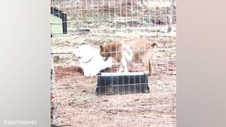 OMG i cant stop laughing at these animals