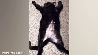How can animals be so funny????????