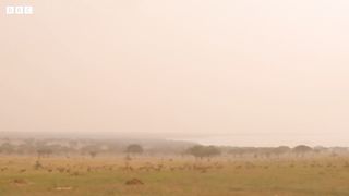 Giraffes Taken to Safety from Oil Site ｜ Saving Giraffes Part 2 ｜ Africa's Gentle Giants ｜ BBC Earth