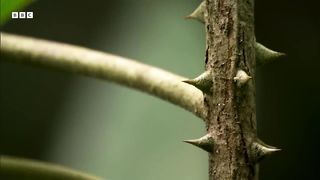 Sloth Combats Plant Defences in Incredible Behaviour ｜ How Nature Works ｜ BBC Earth