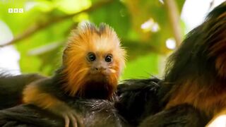 Baby Tamarin Tries to Escape Ocelot ｜ Big Little Journeys ｜ BBC Earth