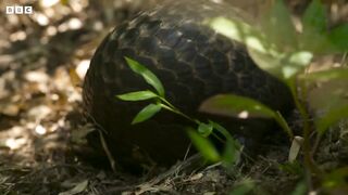 Pangolin： The World's Most Trafficked Mammal ｜ 4KUHD ｜ China： Nature's Ancient Kingdom ｜ BBC Earth